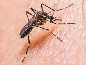 Aedes aegypti mosquito feeding on human skin.