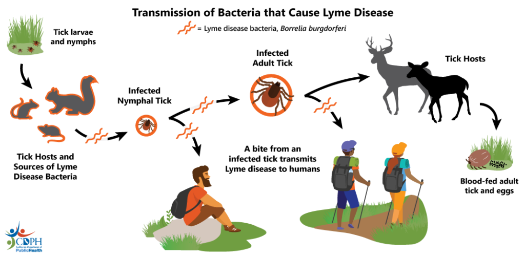 Diagram showing the transmission cycle of Lyme disease bacteria, Borrelia burgdorferi, involving ticks, animals, and humans.