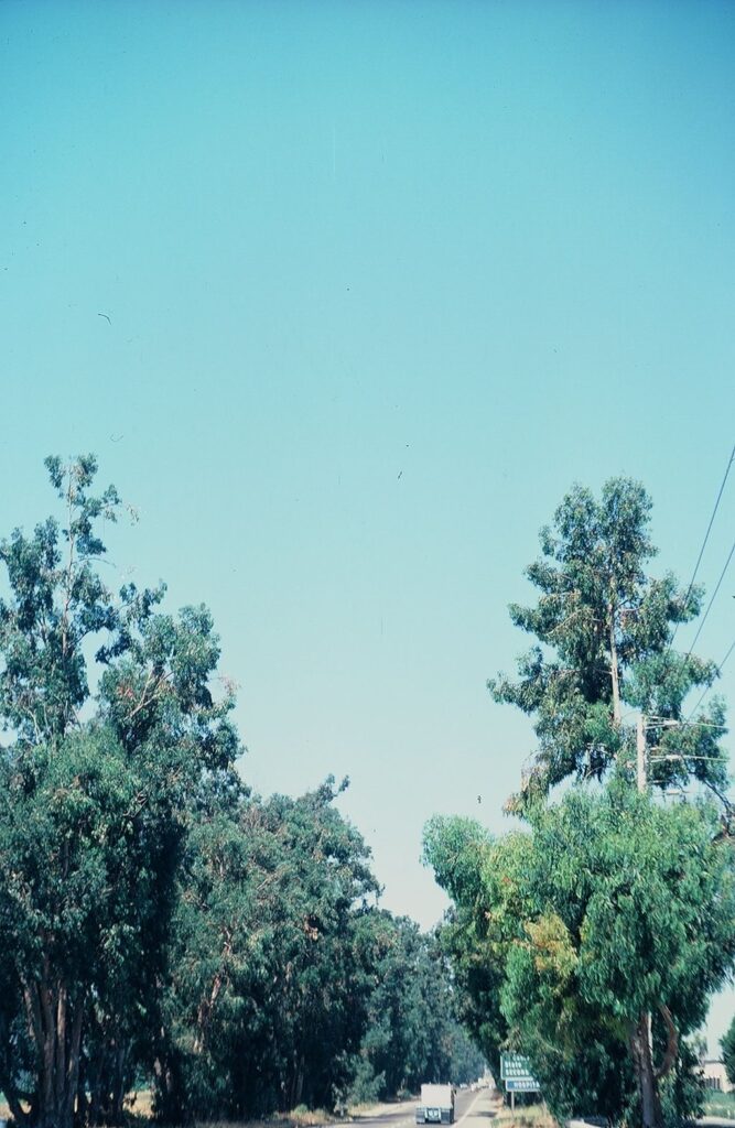 A serene tree-lined street with clear blue skies, street signs visible in the distance, and a utility pole on the right.