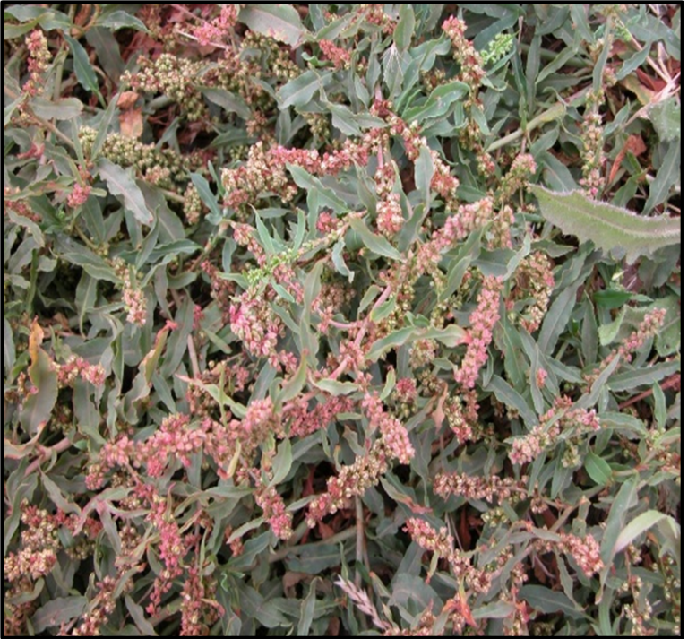 Image of perennial willow dock herb (Rumex transitorius) showing leaves and flowers.