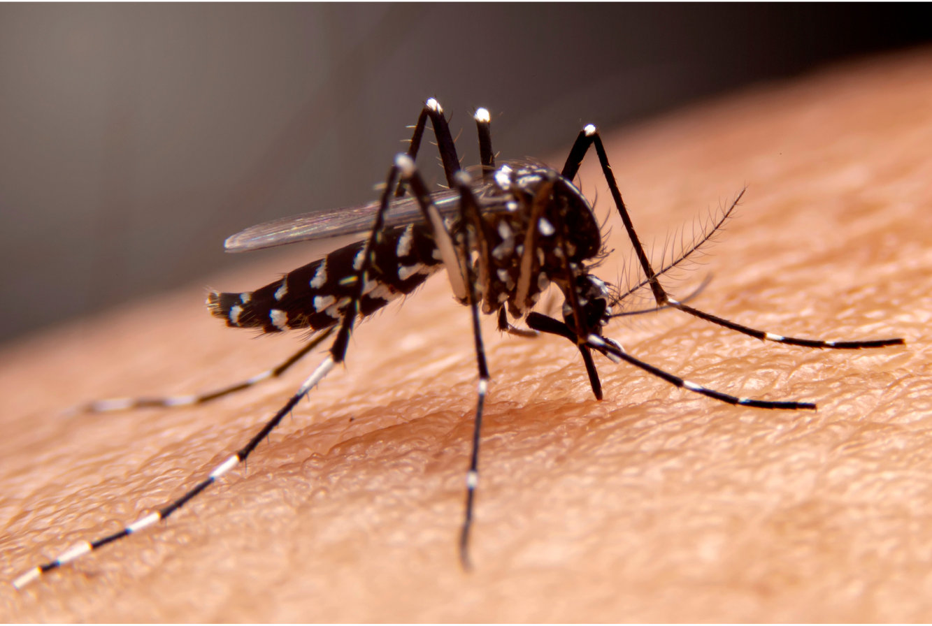 A close-up view of a mosquito with black and white striped legs on human skin.