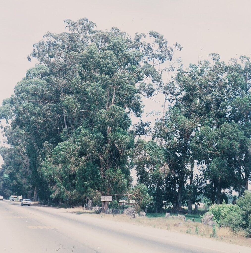 Row of tall eucalyptus trees lining a roadside with a clear sky in the background and a portion of a paved road with cars parked to the side visible at the bottom.