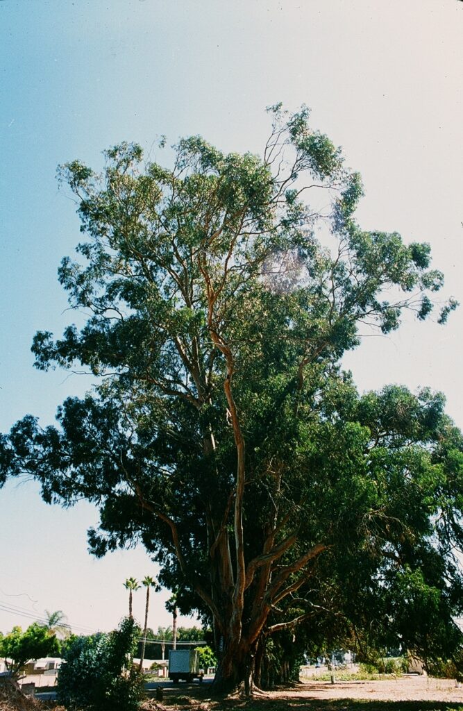 Naumann Giant Gum and Eucalyptus Tree Rows in 1985, showcasing a row of tall, lush trees.