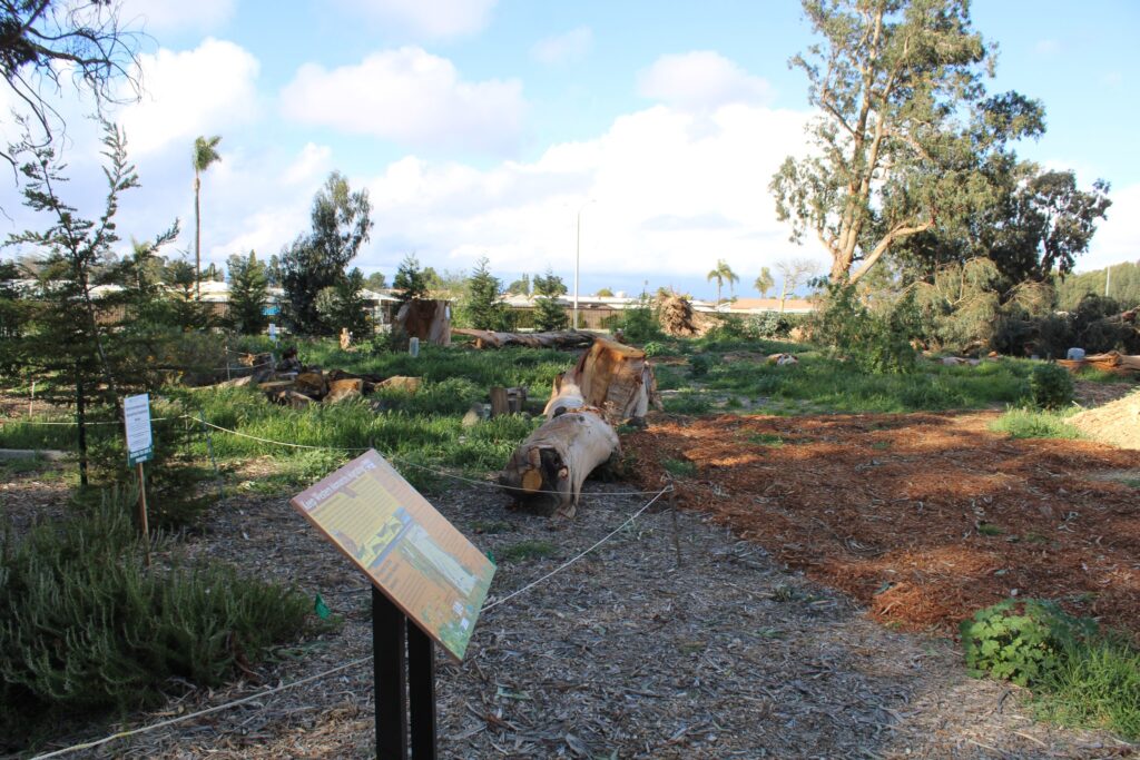 Photograph of Naumann Eucalyptus Trees from Pleasant Valley Road, showing the trees' condition and surrounding landscape after the February 2023 storms, with possible damage or debris visible