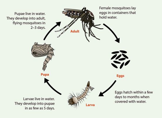 Life cycle of Aedes mosquito showing stages: eggs in water containers, larva in water, pupa, and adult.